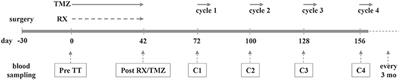 Impact of Radiochemotherapy on Immune Cell Subtypes in High-Grade Glioma Patients